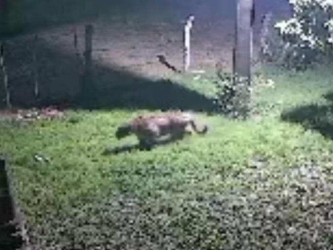Onça-pintada é flagrada rondando casa após ataque a cachorro em fazenda de MS