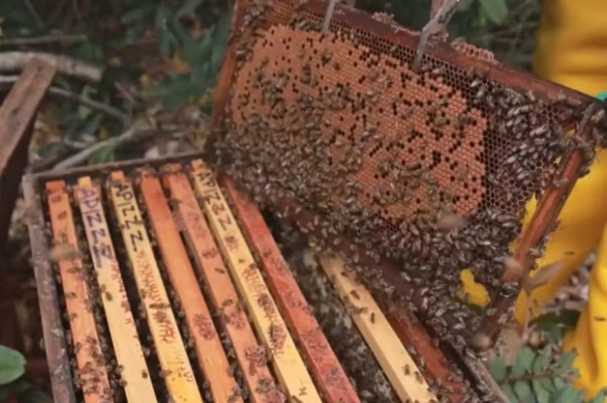 Projeto resgata enxames de abelhas com caixas-isca em rodovia e pode aumentar produção de soja em MS