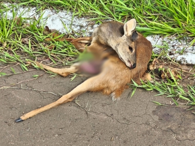Animal silvestre é encontrado morto na MS-436, entre Alcinópolis e Figueirão