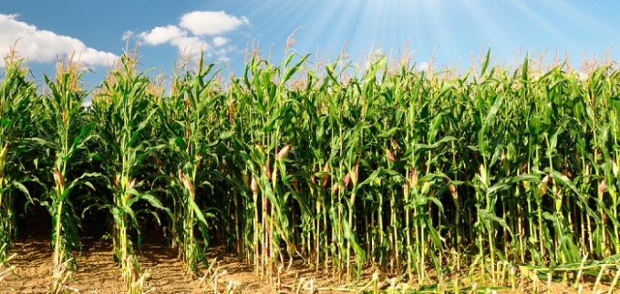 Falta de chuva reduz em 9% expectativa de produção de milho de MS