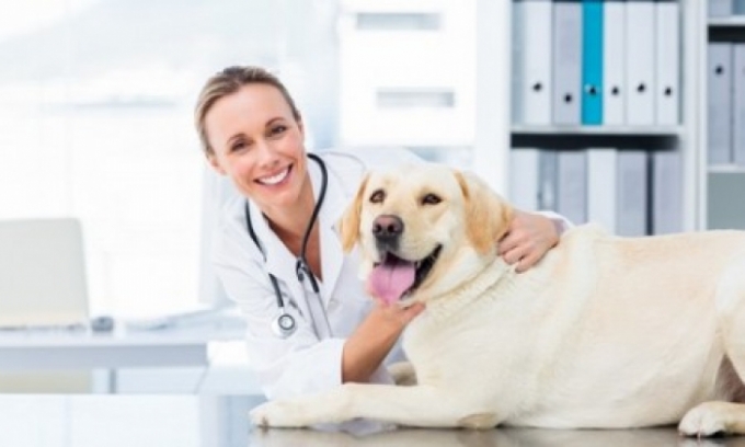 Alcinópolis abre processo seletivo para Médico Veterinário. Alcinópolis abre processo seletivo para Médico Veterinário.