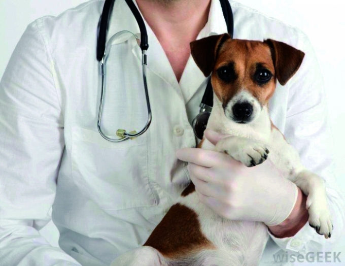 Prefeitura de Alcinópolis divulga resultado da classificação “Médico Veterinário”. Prefeitura de Alcinópolis divulga resultado da classificação “Médico Veterinário”.
