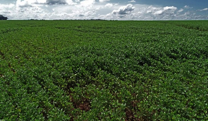 Começa nesta quarta-feira o período de proibição do plantio da soja em Mato Grosso do Sul