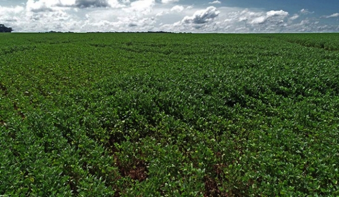 Começa nesta quarta-feira o período de proibição do plantio da soja em Mato Grosso do Sul Começa nesta quarta-feira o período de proibição do plantio da soja em Mato Grosso do Sul