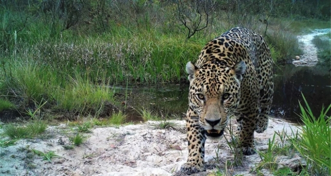 Projeto busca conciliar produção de gado e conservação de onças no Pantanal.