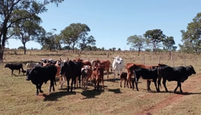 Justiça impede MS de cobrar ICMS pelo transporte de gado entre fazendas do mesmo dono