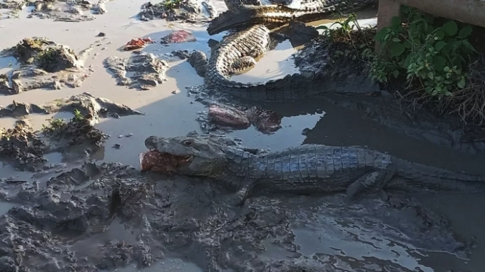 'Luta pela vida': com a seca no Pantanal, canibalismo pode virar opção para sobrevivência de jacarés