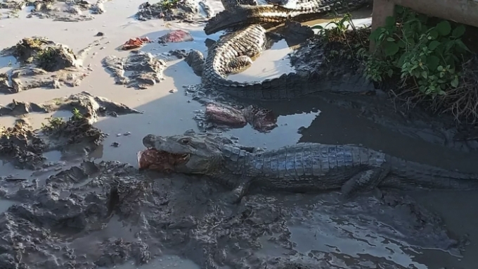 'Luta pela vida': com a seca no Pantanal, canibalismo pode virar opção para sobrevivência de jacarés 'Luta pela vida': com a seca no Pantanal, canibalismo pode virar opção para sobrevivência de jacarés