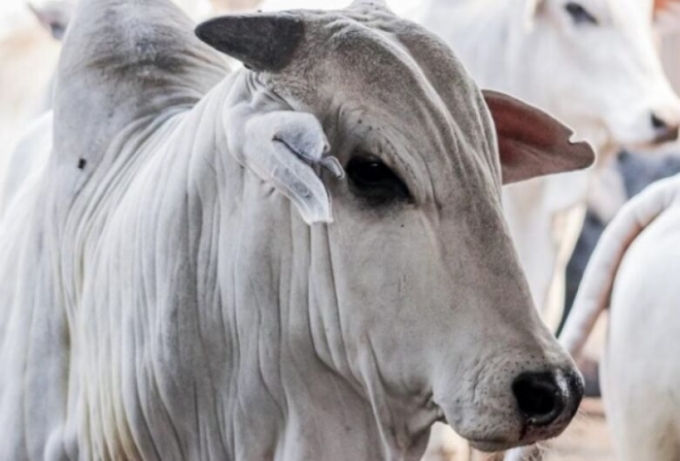 Pecuária: proposta proíbe e torna crime a marcação a ferro em animais