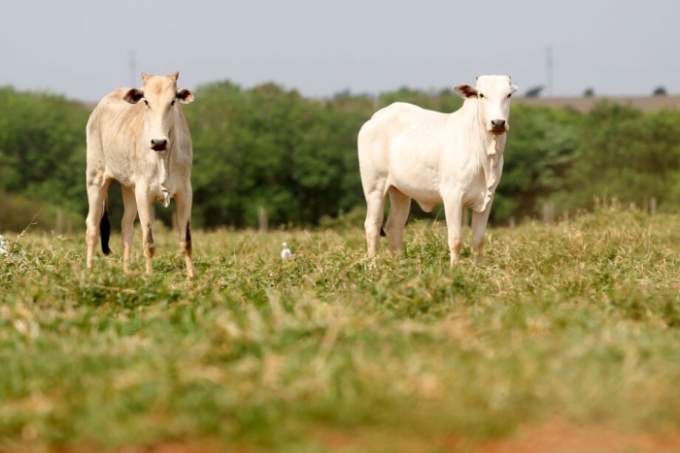 Brasil suspende exportações de carne bovina à China com confirmação de caso