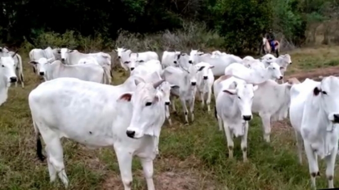 Ministério da Agricultura confirma que caso de vaca louca em bovino é atípi