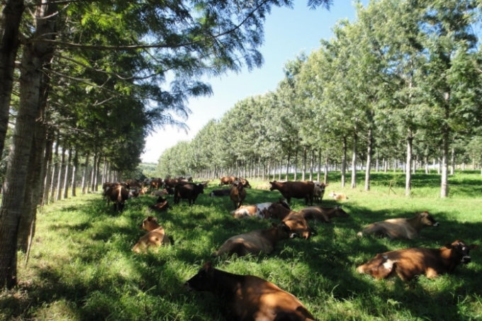 Mato Grosso do Sul é o estado que mais integra lavoura, pecuária e floresta