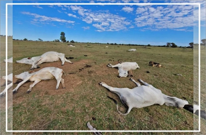 Sobe para 1.537 número de cabeças de gado mortos pelo frio em MS
