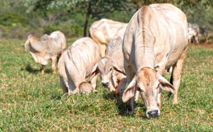 Goiás isenta ICMS na transferência de gado entre fazendas de mesmo dono.