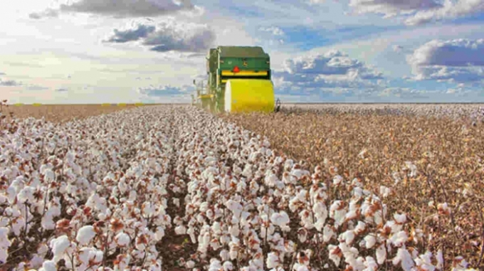 Ministério da Ciência proíbe cultivo de algodão em sete cidades de MS