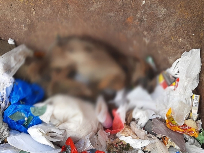 Falta de Respeito: Animais mortos estão sendo descartados em lixo doméstico.