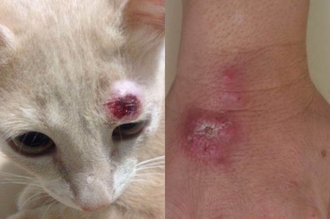Doença transmitida de gatos para humanos é confirmada em Campo Grande