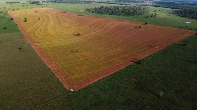 Fazenda Recanto em Alcinópolis investe na ILP “Integração Lavoura-Pecuária.