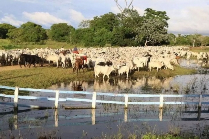 Embrapa desenvolve primeira vacina contra carrapato bovino do país