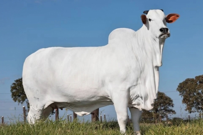 Vaca de Goiás é considerada a mais cara do mundo.