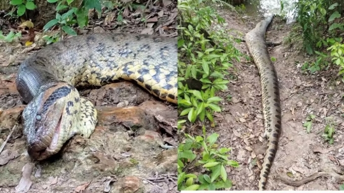 Ana Júlia, sucuri mais famosa do mundo, morreu de causas naturais.