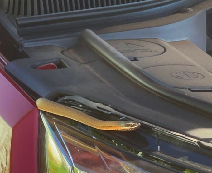 Cobra aparece no parabrisa de carro, se esconde no motor.