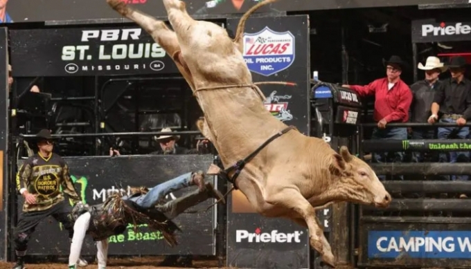 Melhor touro de rodeio do mundo, Man Hater, é o campeão.