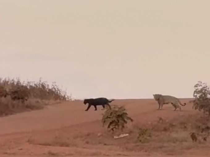 Onça-preta e onça-pintada são flagradas juntas em estrada de MS Onça-preta e onça-pintada são flagradas juntas em estrada de MS