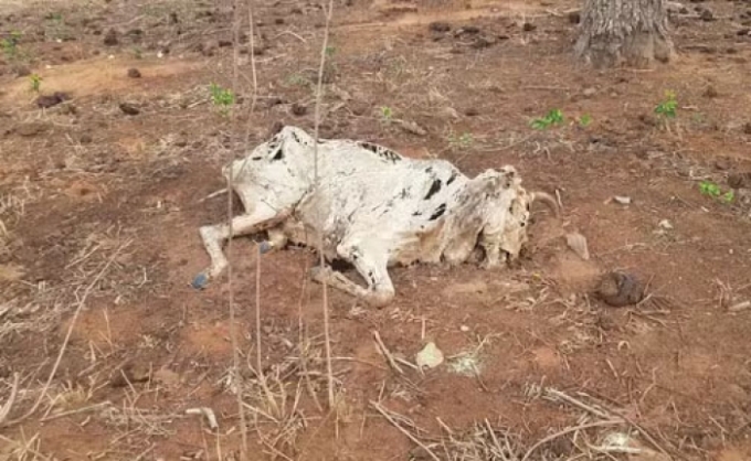 Fazendeiro deixa gado morrer de fome em meio a seca no Pantanal MS. Fazendeiro deixa gado morrer de fome em meio a seca no Pantanal MS.