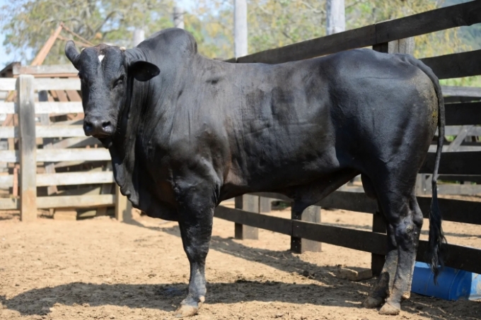 Touro campeão brasileiro da PBR é vendido por mais de R$ 700 mil Touro campeão brasileiro da PBR é vendido por mais de R$ 700 mil