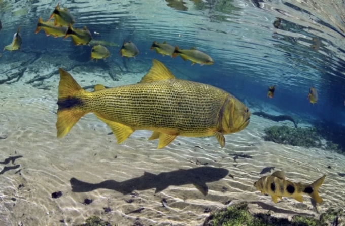 Após cinco anos, estudo pretende liberar pesca do Dourado nos rios de MS Após cinco anos, estudo pretende liberar pesca do Dourado nos rios de MS