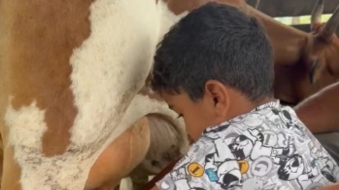‘Peão bruto’: menino de 4 anos encanta ao tirar leite de vaca em Goiás ‘Peão bruto’: menino de 4 anos encanta ao tirar leite de vaca em Goiás