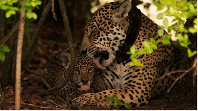 Como o turismo está ajudando a salvar a onça-pintada no Pantanal sul-matogrossense. Como o turismo está ajudando a salvar a onça-pintada no Pantanal sul-matogrossense.
