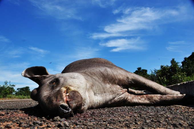 Mais uma riqueza da fauna morta por atropelamento na BR 359 Mais uma riqueza da fauna morta por atropelamento na BR 359