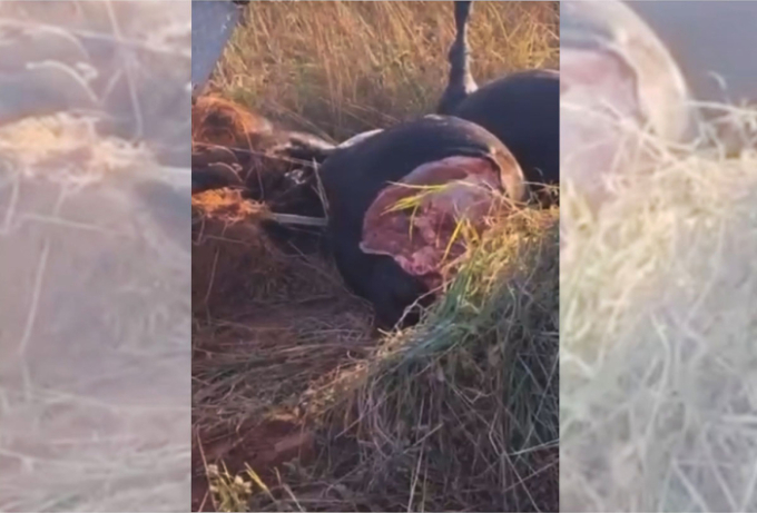 Animais mortos após tombamento de carreta amanhecem carneados, em Figueirão (MS) Animais mortos após tombamento de carreta amanhecem carneados, em Figueirão (MS)