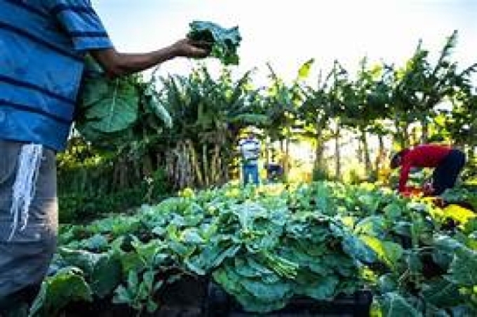 Prefeitura de Alcinópolis abre processo para compra de alimentos da agricultura familiar para merenda escolar Prefeitura de Alcinópolis abre processo para compra de alimentos da agricultura familiar para merenda escolar