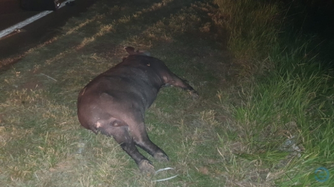 Casal sofre ferimentos graves ao colidir em anta na BR-359 Casal sofre ferimentos graves ao colidir em anta na BR-359