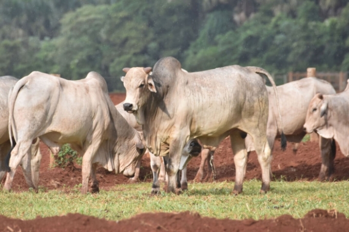 MS conquista status internacional de área livre de febre aftosa MS conquista status internacional de área livre de febre aftosa