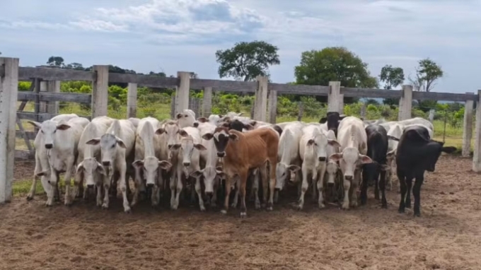Caseiro é preso por furtar 42 cabeças de gado do patrão e alega 'comissão' Caseiro é preso por furtar 42 cabeças de gado do patrão e alega 'comissão'