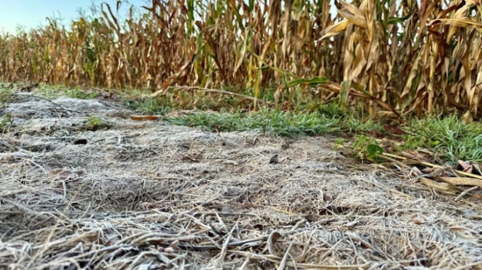 Geada atinge 18 municípios de Mato Grosso do Sul Geada atinge 18 municípios de Mato Grosso do Sul