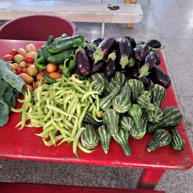 Colheita especial na horta do CMEI Brenno Crisóstomo incentiva alimentação