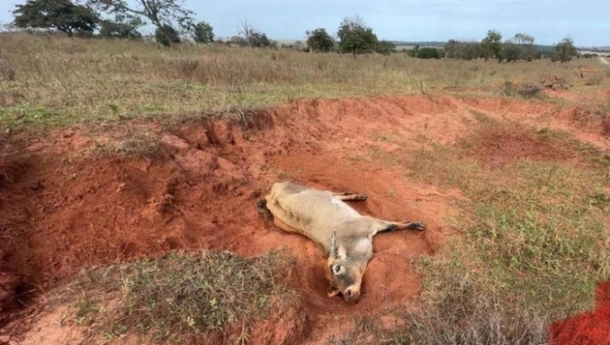 Cassilândia: PMA registra ocorrências de maus-tratos a animais e infrações ambientais Cassilândia: PMA registra ocorrências de maus-tratos a animais e infrações ambientais