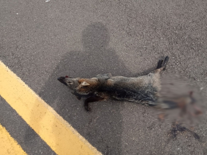 Casos de atropelamento de animais se multiplicam nas MS-223 e MS-436, regiões de Alcinópolis e Figueirão Casos de atropelamento de animais se multiplicam nas MS-223 e MS-436, regiões de Alcinópolis e Figueirão