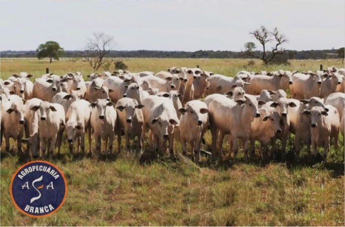 Agropecuária Asa Branca amplia atuação e oferece matrizes reprodutoras de alta qualidade Agropecuária Asa Branca amplia atuação e oferece matrizes reprodutoras de alta qualidade