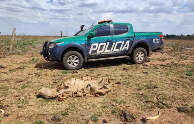 Fazendeiro de Paraíso das Águas é multado em R$ 368,5 mil por gado desnutrido e animais mortos