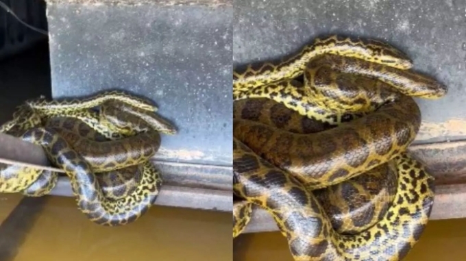 Sucuris são flagradas enroladas em flutuante no Pantanal de Coxim Sucuris são flagradas enroladas em flutuante no Pantanal de Coxim