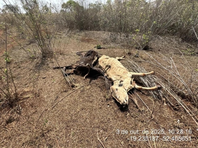 PMA aplica multa de mais de R$ 432 mil por maus-tratos a animais bovinos em Cassilândia PMA aplica multa de mais de R$ 432 mil por maus-tratos a animais bovinos em Cassilândia