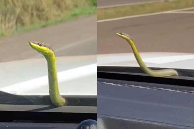 Cobra ‘pega carona’ em capô de ambulância e surpreende socorristas durante resgate em MS