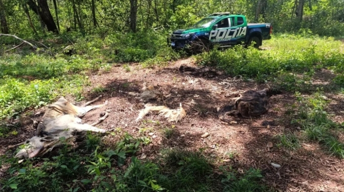 Fazendeiro é multado em R$ 480 mil por deixar gado morrer de fome