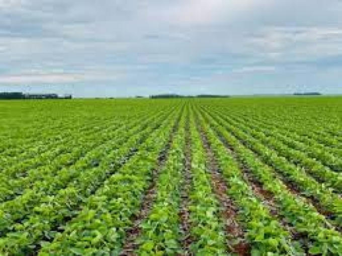 Alcinópolis mantém bom desempenho na soja; colheita nacional será de 354,8 mi de toneladas de grãos